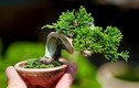 Mãn nhãn loạt bonsai mini nằm gọn trong lòng bàn tay 