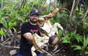 Khiếp đảm phát hiện cua dừa khổng lồ nặng 5kg