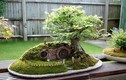 Mãn nhãn ngắm tiểu cảnh bonsai siêu lạ