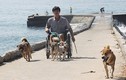 Rơi lệ chuyện đàn chó giúp chàng tật nguyền trên đảo Lý Sơn