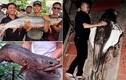 Xôn xao hàng loạt thủy quái quý hiếm dính lưới ở Việt Nam