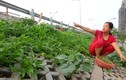 Ngắm vườn rau xanh mướt của dân Hà Nội trên taluy đường nghìn tỷ