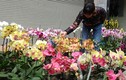 Ảnh: Sắc hoa rực rỡ tại phố hoa nổi tiếng nhất Hà Thành