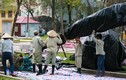 Cận cảnh chăm sóc hoa anh đào Nhật Bản về Hà Nội