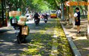 Ảnh: Lãng mạn những con đường trải đầy lá vàng ở Hà Nội