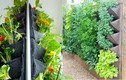 Nhà chật vườn nhỏ, nhất định phải xem cách trồng rau này