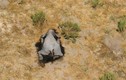Bí ẩn hàng trăm con voi chết trong tư thế lạ ở Botswana
