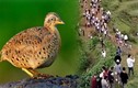 Tiếng "rồng gầm" bí ẩn vùng núi Trung Quốc xuất phát từ... chim cút