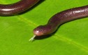 Kỳ lạ rắn giun siêu tí hon “không chồng mà chửa” ở Việt Nam