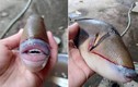 Phát hoảng với loài cá có hàm răng giống hệt con người 