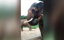 Video: Thích thú xem voi Ấn Độ ngoáy tai bằng cành cây