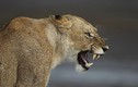Những ảnh độc chụp loài sư tử hiếm sắp đi vào Sách Đỏ