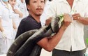 Những "phi vụ" bắt sống rắn khủng, trăn khổng lồ tại Việt Nam 