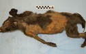 Mổ xác chó sói 14.000 năm tuổi phát hiện nạn nhân cuối cùng là... tê giác