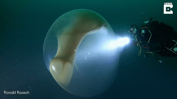 Video: Sự thật ngỡ ngàng trong bọc trứng khổng lồ bí ẩn giữa biển