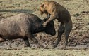 Sư tử bị đâm “thập tử nhất sinh” khi lén tấn công trâu rừng