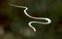 Loài rắn độc ở Việt Nam không cánh vẫn bay xa hàng chục mét