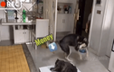 Video: Choáng ngợp chú chó Husky biết nhận hàng và thanh toán tiền cho shiper
