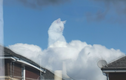 Chú mèo hút triệu like vì biệt tài ngồi trên mây như photoshop