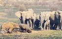 Đại chiến tàn khốc với đồng loại khiến voi khủng chết thảm 