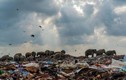 “Đàn voi ăn rác” là ảnh đẹp nhất cuộc thi nhiếp ảnh thiên nhiên