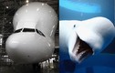 Máy bay chở hàng kỳ dị của Airbus