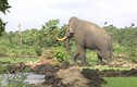 30 con voi rừng quậy phá thị trấn ở Đắk Lắk
