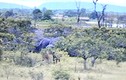“Chộp cảnh” 20 con voi rừng uy hiếp thị trấn Ea Súp