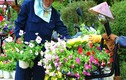 Ngất ngây "thưởng" trăm hoa khoe sắc chào Festival Đà Lạt