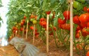 Cận cảnh vườn cà chua trái “khủng” ở Đà Lạt