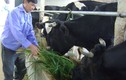 Hiểu đúng về thực trạng chăn nuôi bò sữa ở Việt Nam