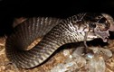 “Khách sạn” cho rắn độc nhất vô nhị ở miền Tây