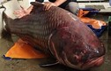 Nhà hàng Việt chơi trội mua cá hô khủng 135 kg