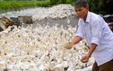 "Chúa vịt" đất Bắc sản xuất trứng sạch: Mỗi ngày nhặt... cả tải tiền