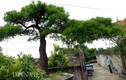 Cận cảnh cây vạn tùng 200 tuổi giá 2 tỷ ở Côn Sơn