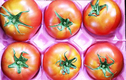 Cà chua Hoàng gia Nhật 1,6 triệu/kg hút hồn nhà giàu Việt 
