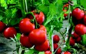 Cách trồng cà chua "thái miếng", được cả vườn cà chua sai trĩu