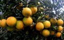 Chiêm ngưỡng đồi cam Chanh vàng rực trĩu quả vào mùa thu hoạch