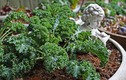 Cách trồng cải xoăn Kale - nữ hoàng rau xanh - siêu chuẩn