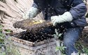 Cảnh thu hoạch mật ong bạc hà ở cao nguyên đá Đồng Văn