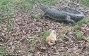 Chú chó nhỏ đuổi cá sấu 3,3 mét chạy bán sống bán chết