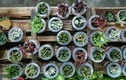 Cây kiểng Trung Quốc tràn về vựa hoa lớn nhất Nam Bộ sát Tết