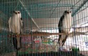Cận Tết, dân Sài Thành “săn” chim trời làm đặc sản ăn tất niên