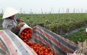 Chuyện lạ đời ở Nghệ An: Nông dân khóc ròng vì cà chua... được mùa