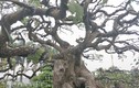 "Cụ" me bonsai trăm tuổi được rao bán gần 200 triệu ở Đồng Nai