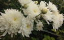 “Thiên đường hoa cúc” tiền tỷ đẹp nao lòng ở Sơn La