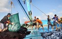 Con số giật mình: 83 loài hải sải biến mất khỏi vùng biển Việt Nam