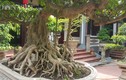 Cây sanh cao vỏn vẹn 80cm ở Thanh Hóa, giá trên 100 triệu