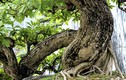 Ngắm vườn bonsai cực chất giá trăm tỷ ở Bình Định