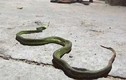 Nhiều loại rắn bò lổm ngổm trên đường Sài Gòn